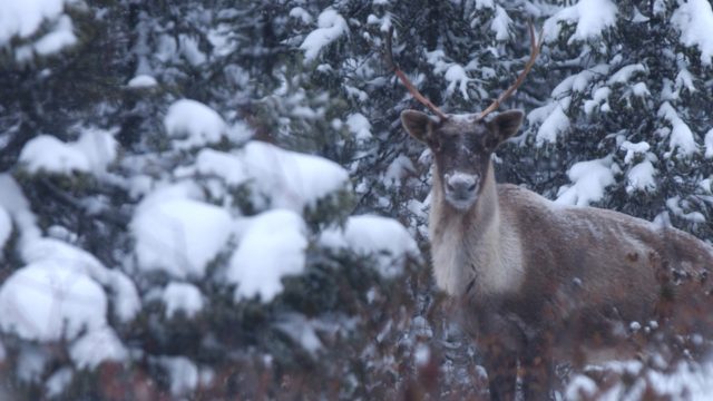 Woodland boreal caribou in snowy forest