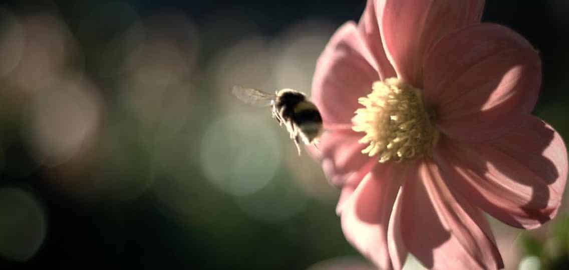 A bumblebee flies up to a pink flower.