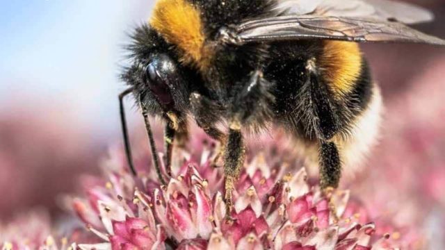 A close up shows a bumblebee standing on top of a pink flower.