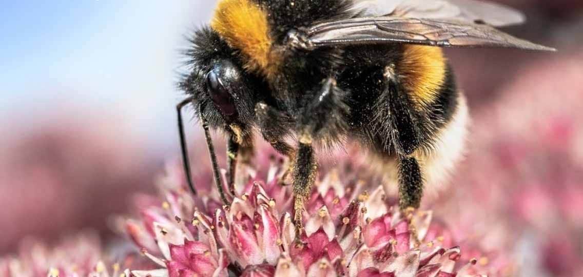 A close up shows a bumblebee standing on top of a pink flower.