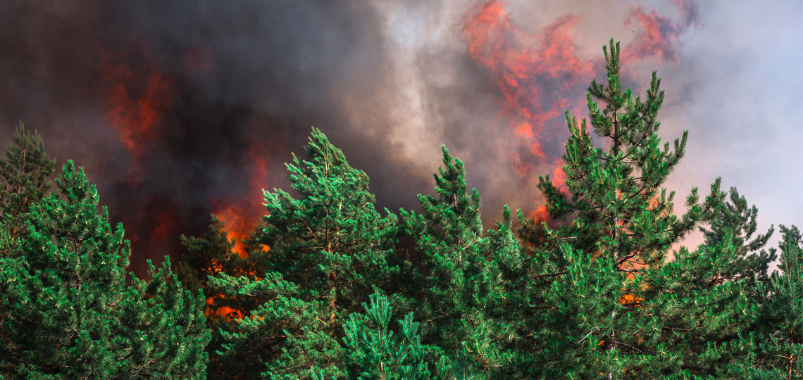 Smoke and flames rise above the treetops of a burning pine forest