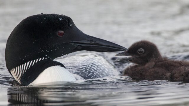 A loon in the water faces its small chick.