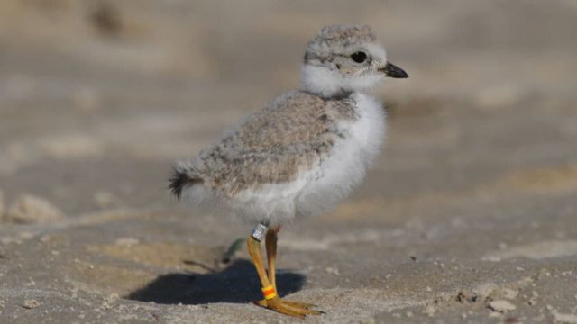 Piping plover chick on a sandy shoreline