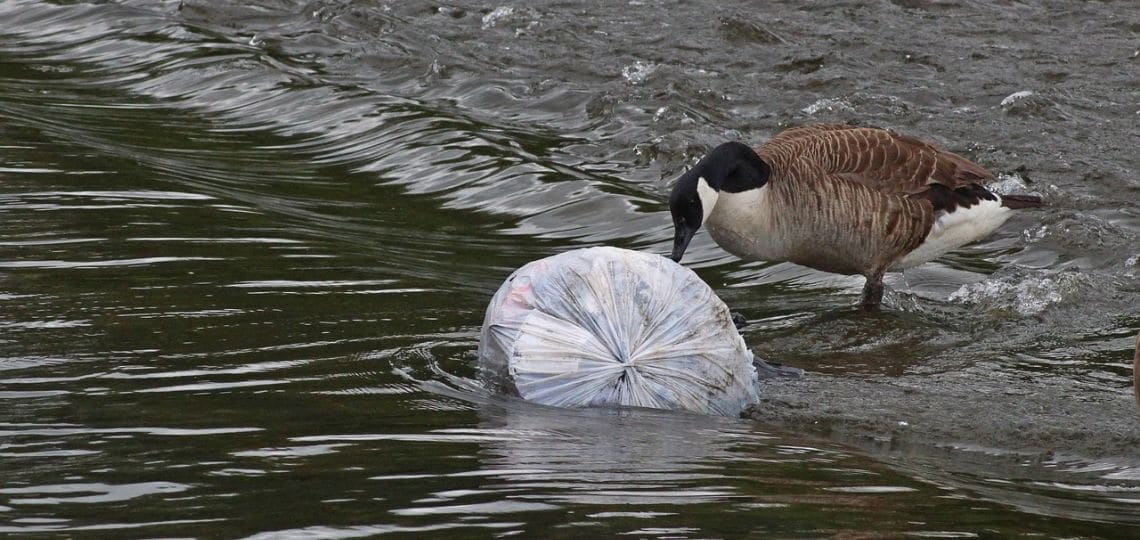 A Canada goose stands on the shore touching a bag of garbage with its beak.