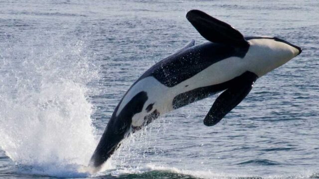 Southern Resident killer whale breaching