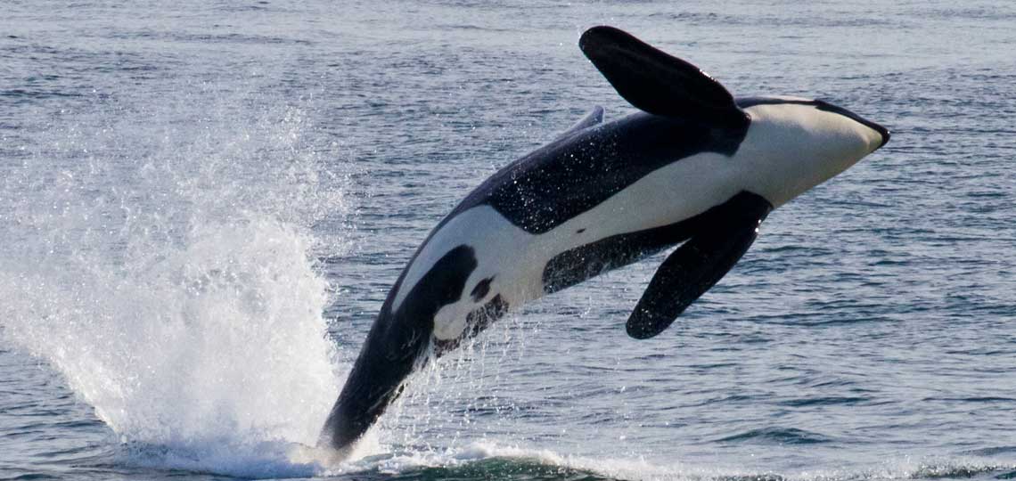 Southern Resident killer whale breaching
