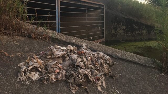 A pile of unflushable wipes sits on the ground with other sewage.
