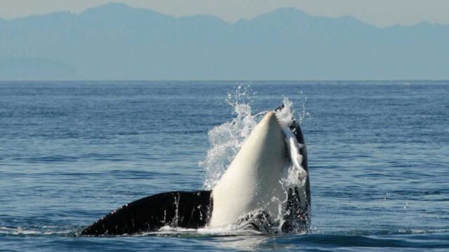 An orca breaches the water and catches a fish in its mouth.