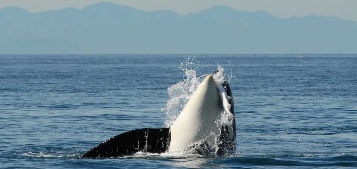 An orca breaches the water and catches a fish in its mouth.