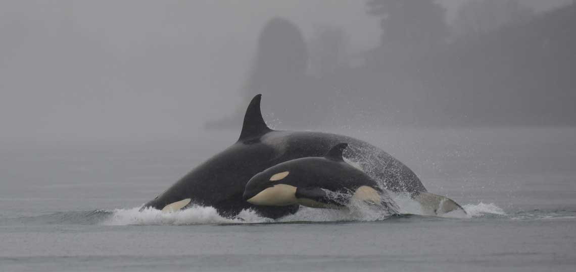 A young and adult orca jump out of the water. The air is misty and grey.