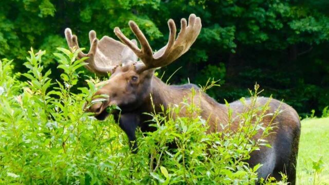 A large moose stands among tall green bushes.