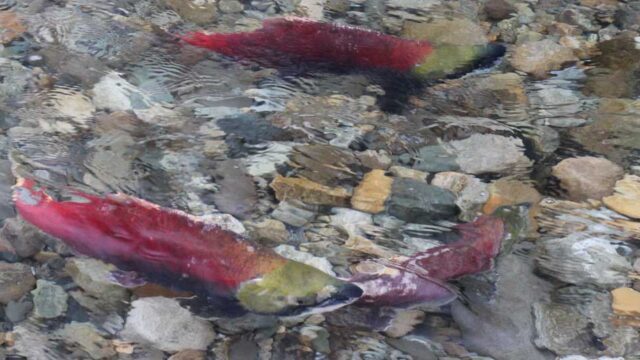 New PRV policy leaves wild salmon at risk