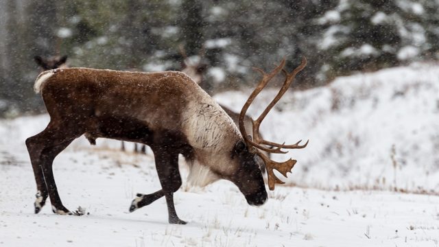 Alberta boreal caribou hearing adjourned