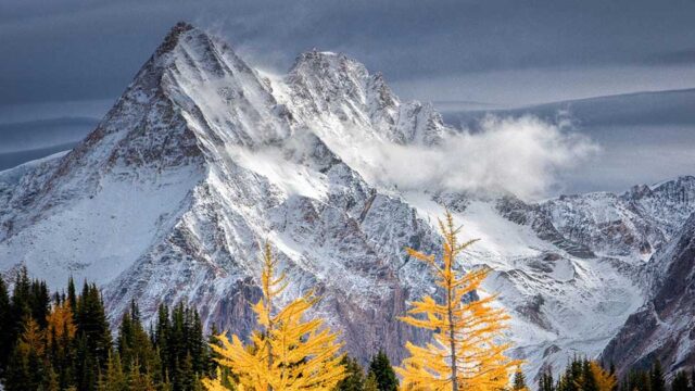Two yellow trees stand in front of a distant mountain with snow.