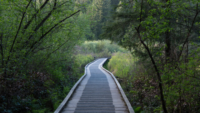 A wooden board walk through a green forest.