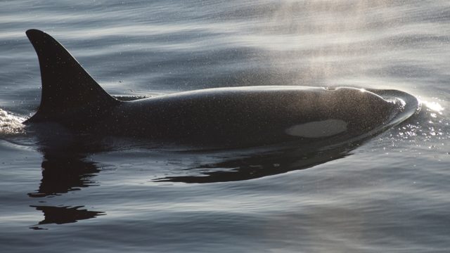 An orca swims up to the surface of water creating ripples around it.