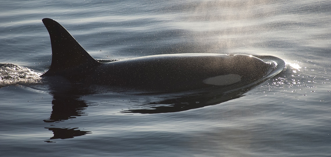 An orca swims up to the surface of water creating ripples around it.