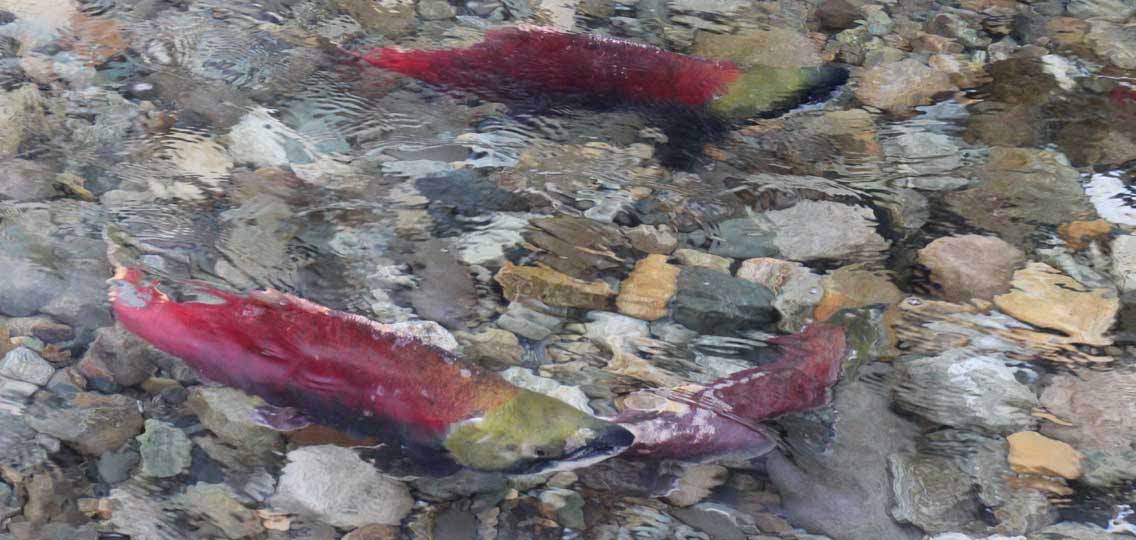 Adams River salmon run