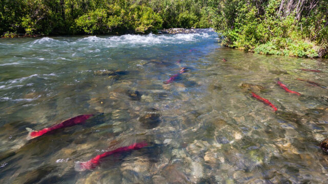 sockeye salmon in a river
