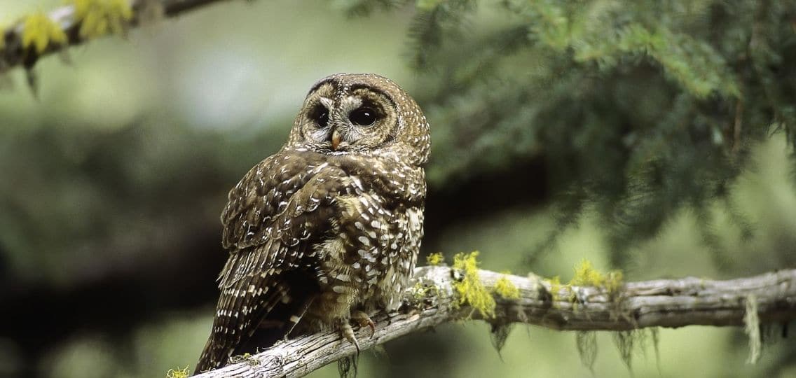 Spotted owl by Jared Hobbs