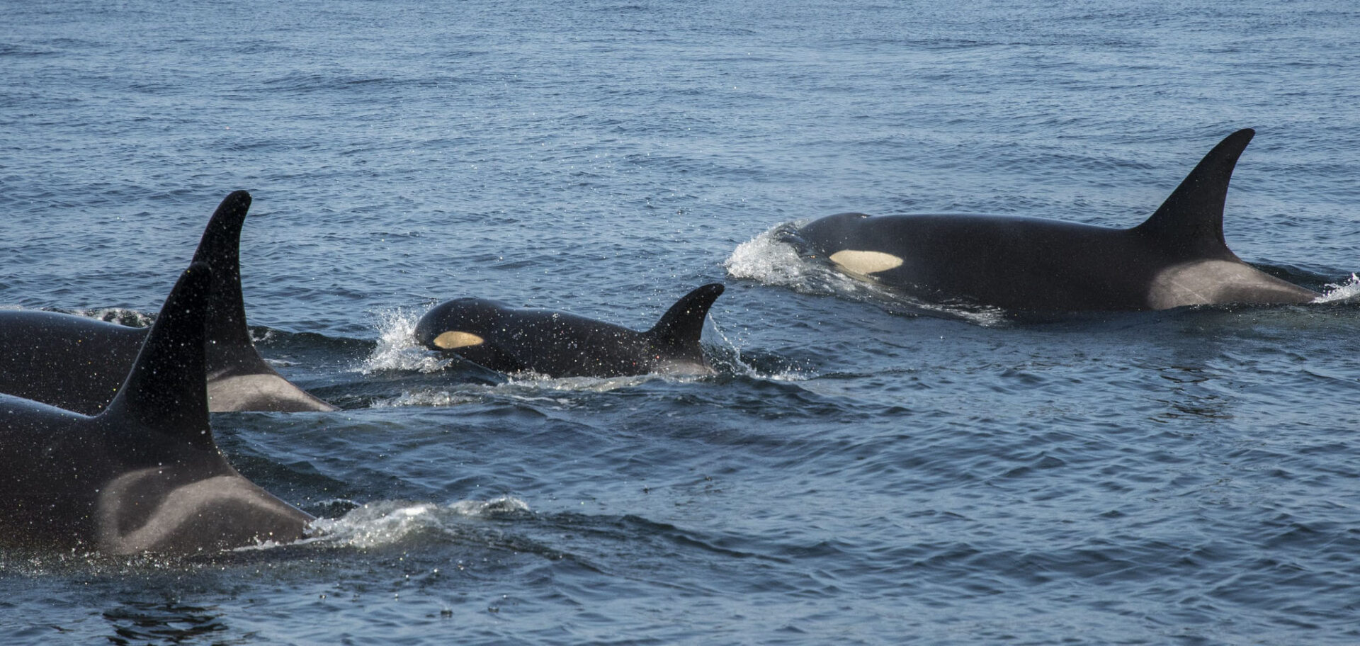 Southern Resident Killer Whale J50 and her pod