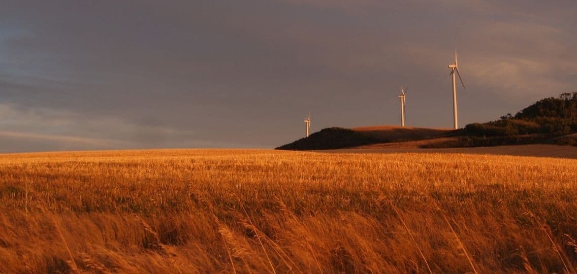 A field of wheat sits before three large wind turbines in the distance.