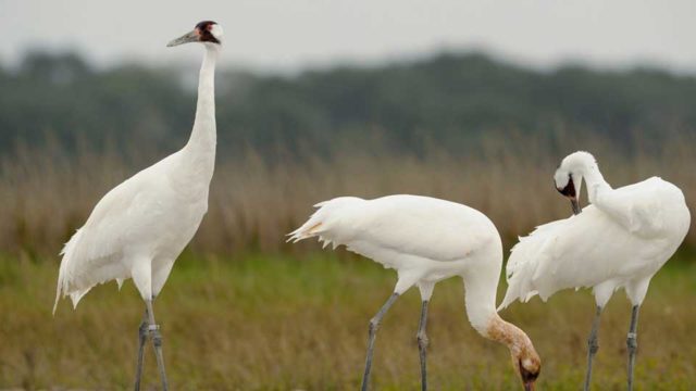 3 white crane birds stand in a grassy marsh. One grazes at the ground. The others look at their surroundings.