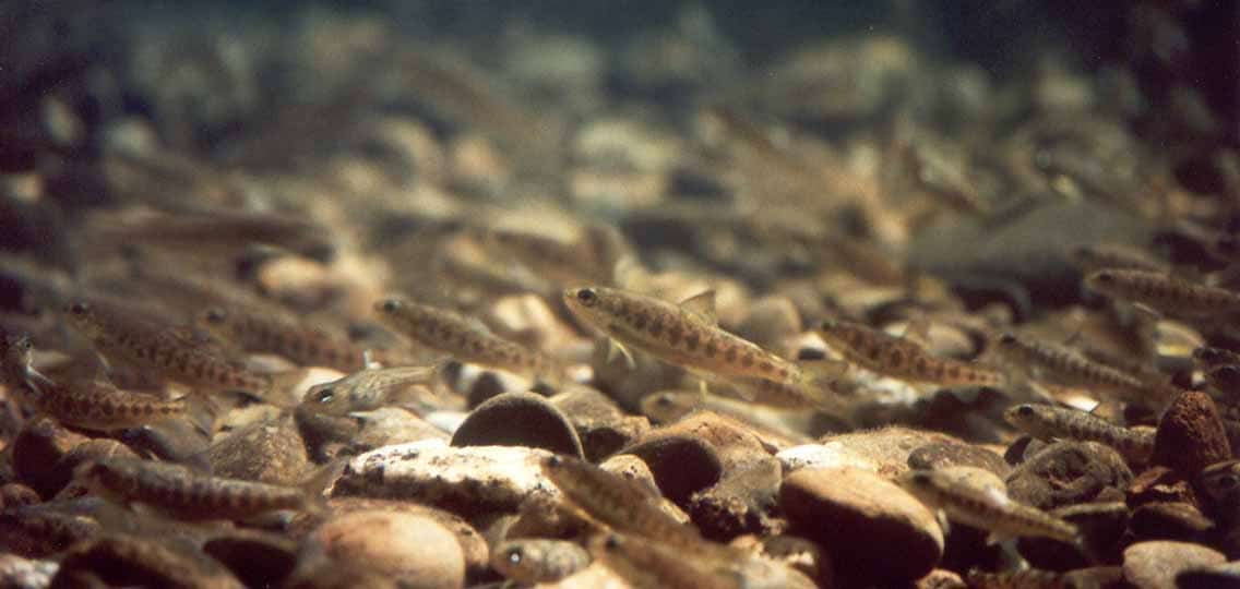 A school of small fish swim close to the rocky floor under water.