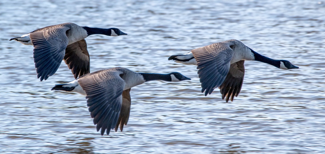 Three Canadian Geese take flight over water