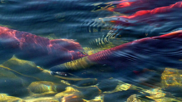 Salmon swim in shallow water. Large rocks make up the ground beneath them.