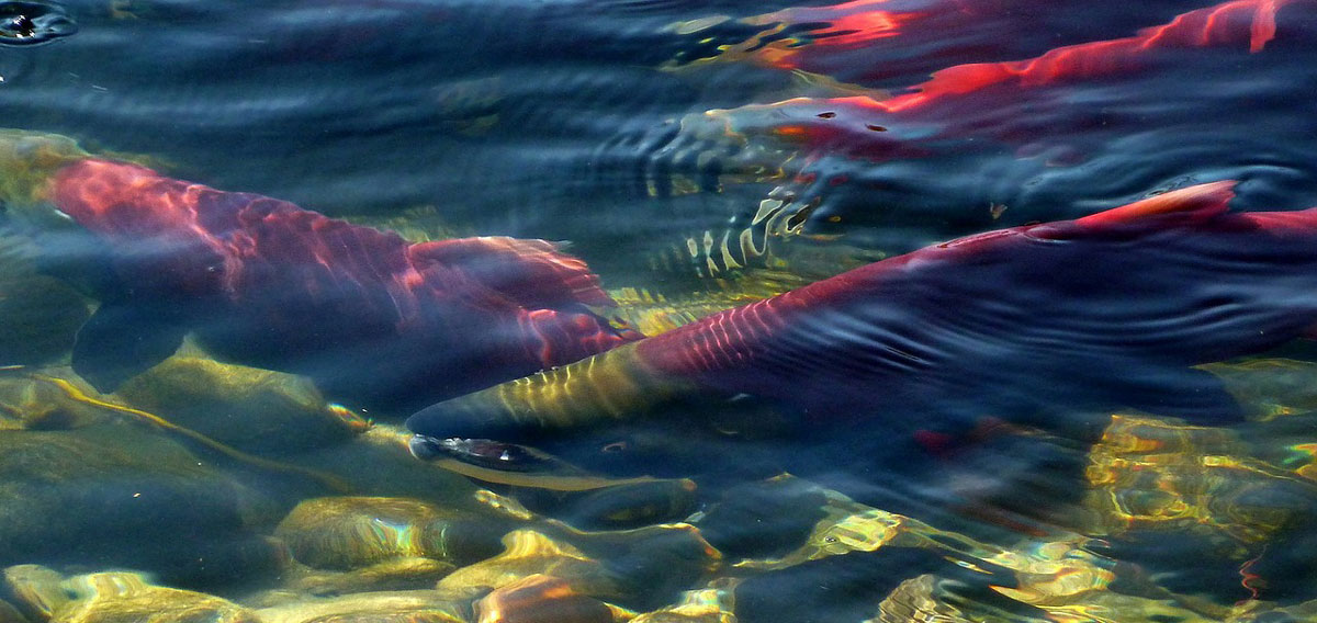Salmon swim in shallow water. Large rocks make up the ground beneath them.