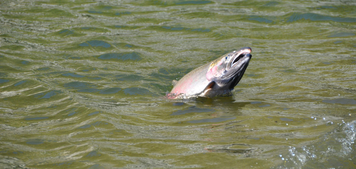 A fish's head pokes out of the water.