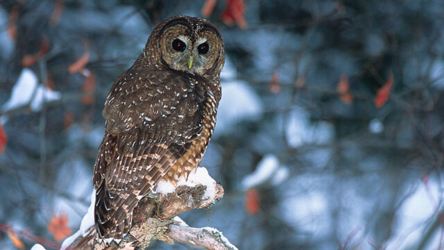 A northern spotted owl perches on a snow covered branch.