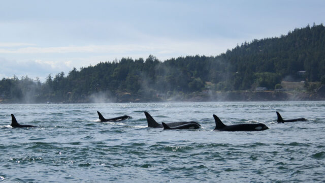 A pod of orcas come up for air from the water.
