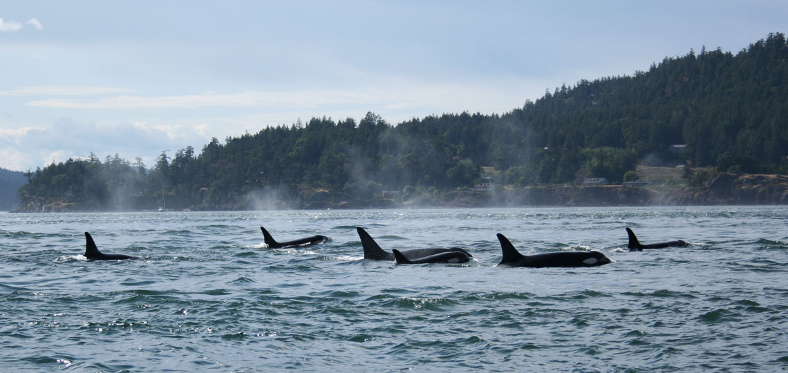 A pod of orcas come up for air from the water.