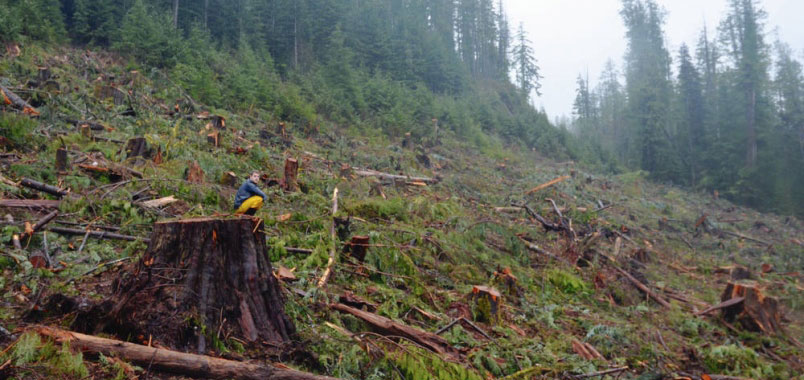A large area of trees has been cut down. Tree stumps and logs are left on the ground. A man crouches down and looks at the area.