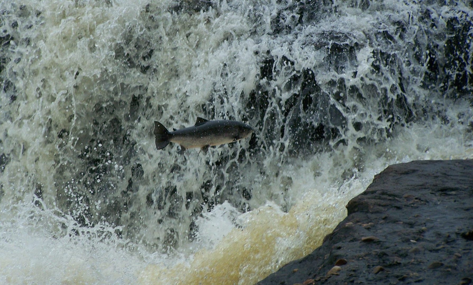 A salmon jumps over a water fall.