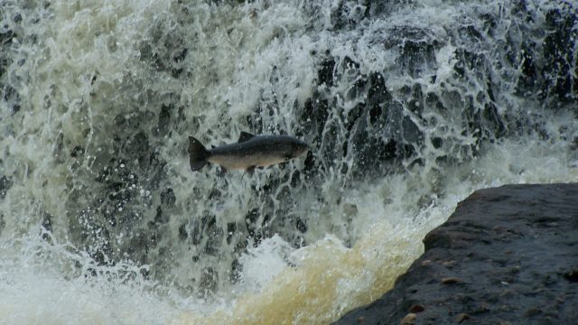 A salmon jumps over a water fall.