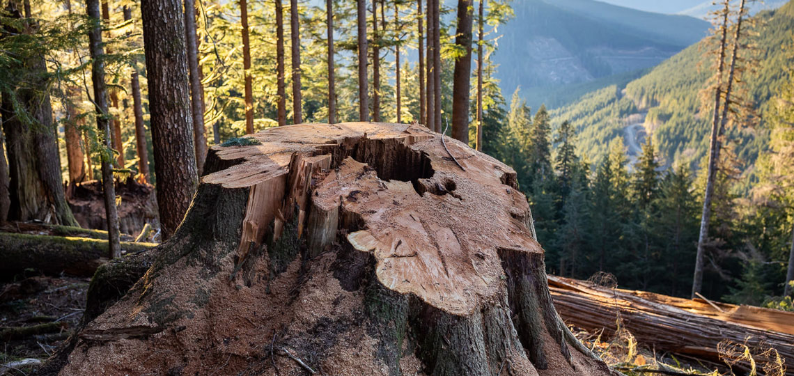 Massive old-growth tree stump in a forest in British Columbia