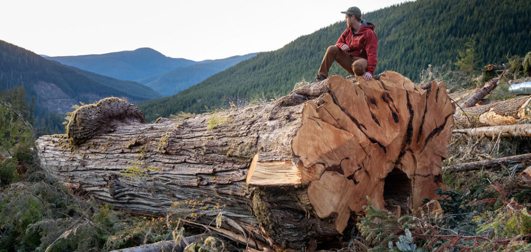 Man standing on giant old-growth tree log in British Columbia