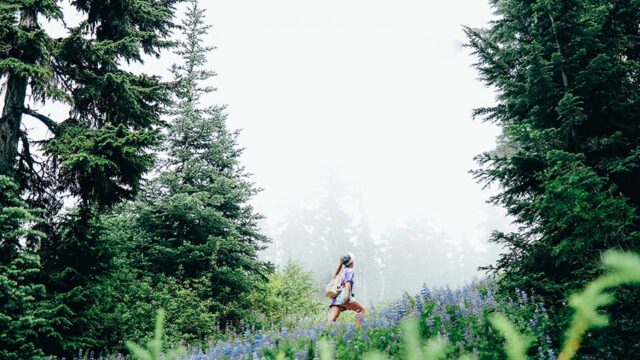 A hiker climbs a steep hill of flowers. Evergreen trees surround the hill and fog is in the background.