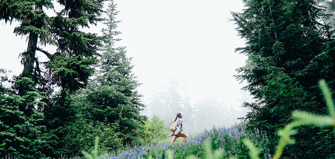 A hiker climbs a steep hill of flowers. Evergreen trees surround the hill and fog is in the background.