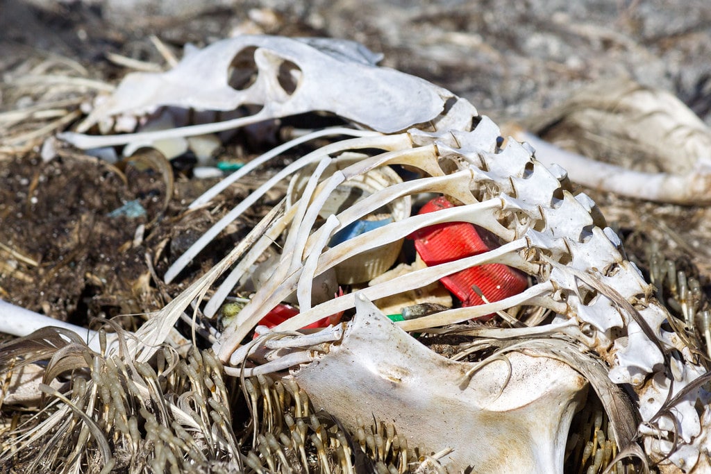 An animal skeleton sits on top of trash on a beach.