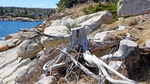 Tree stumps sit on a rocky cliff near the water.