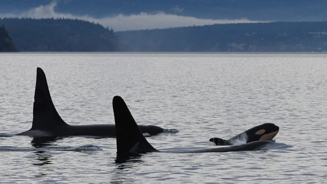 2 adult orca backs and dorsal fins appear above still water. A baby orca comes up for air.
