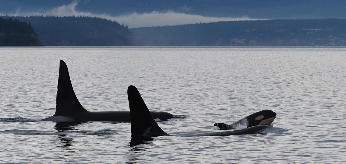 2 adult orca backs and dorsal fins appear above still water. A baby orca comes up for air.