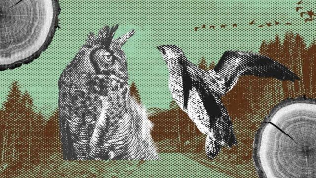 A mixed media collage with an owl and another bird. Logs are placed around them. The background shows a forest.