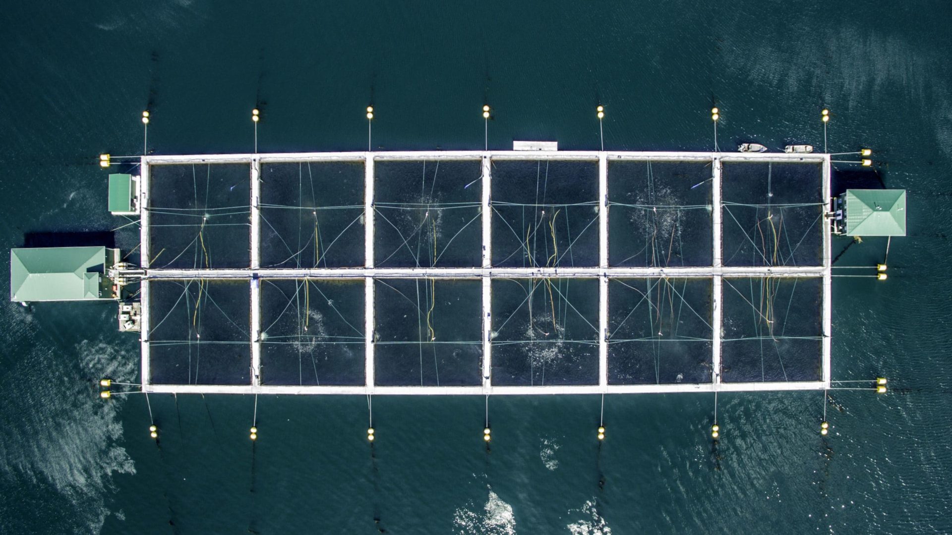 An aerial view shows the top of a fish farm on a body of dark water.