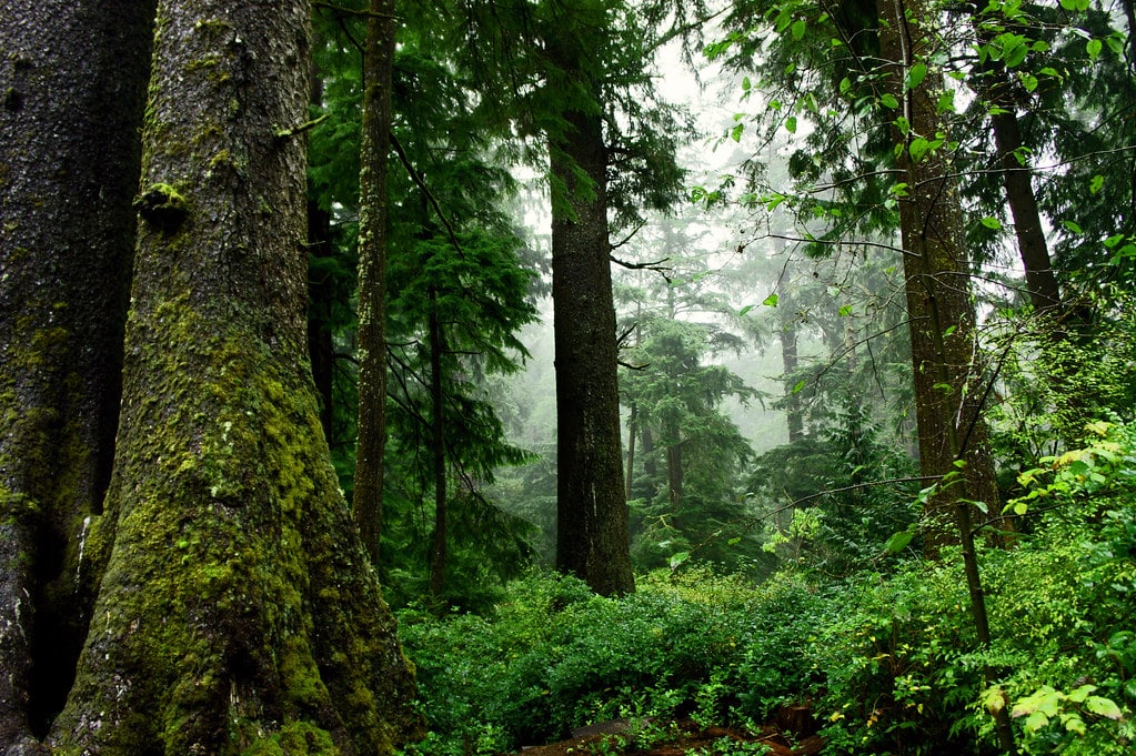 A lush green forest with moss covered trees and fog in the distance.