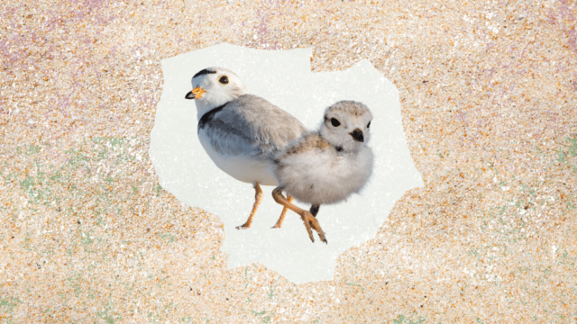 Two small birds stand in the middle of sand.